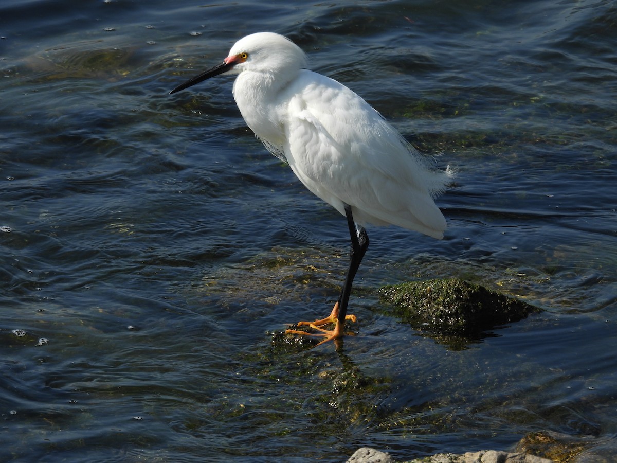 Snowy Egret - ML620241833