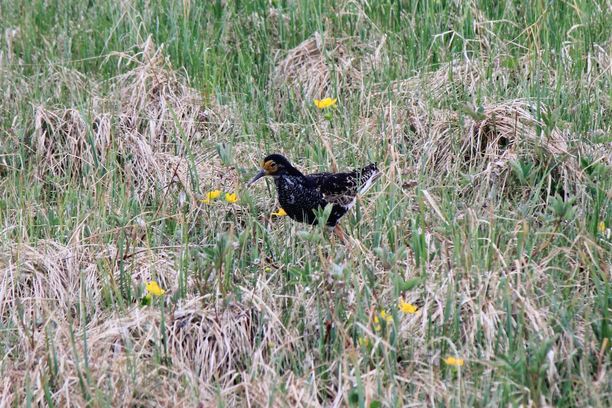 Combattant varié - ML620241835