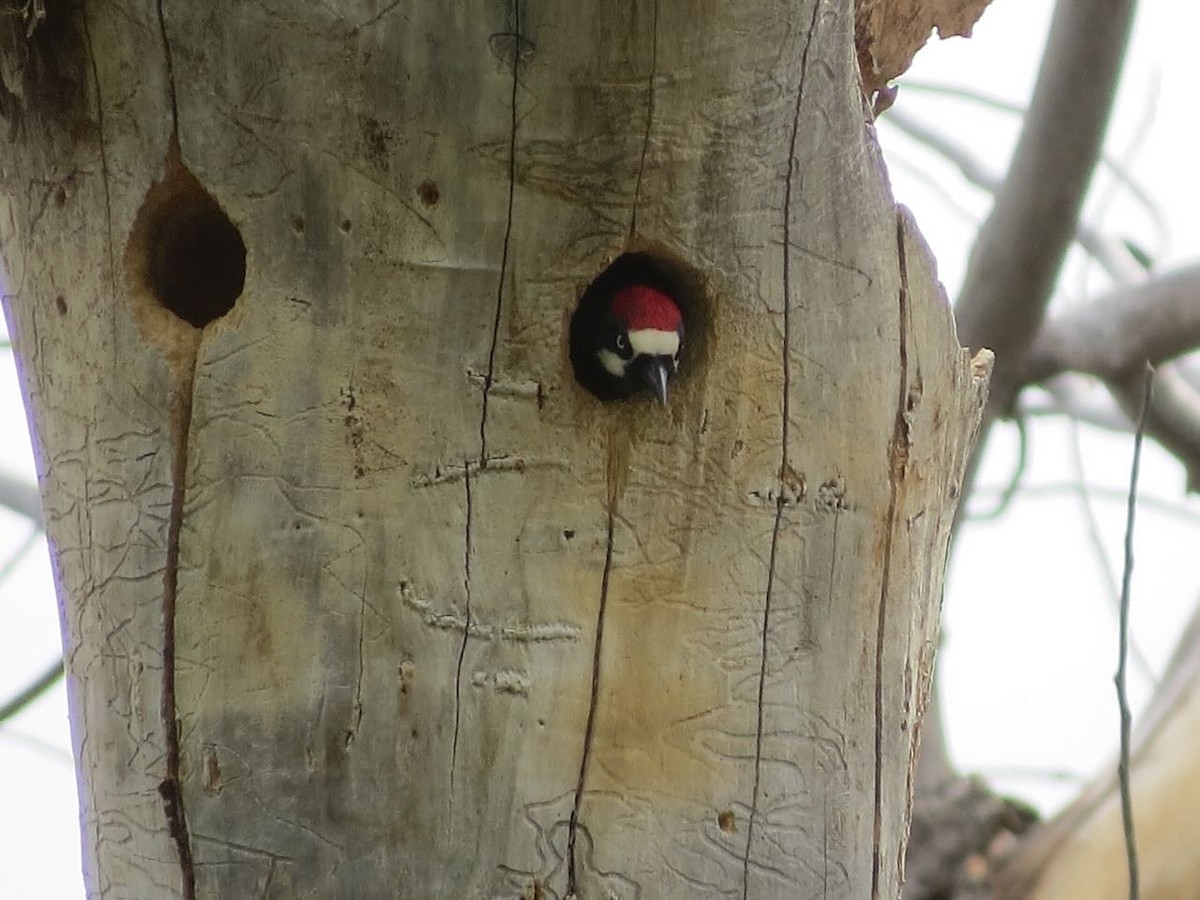 Acorn Woodpecker - ML620241837