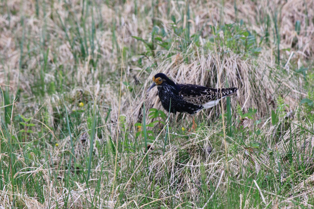 Combattant varié - ML620241839