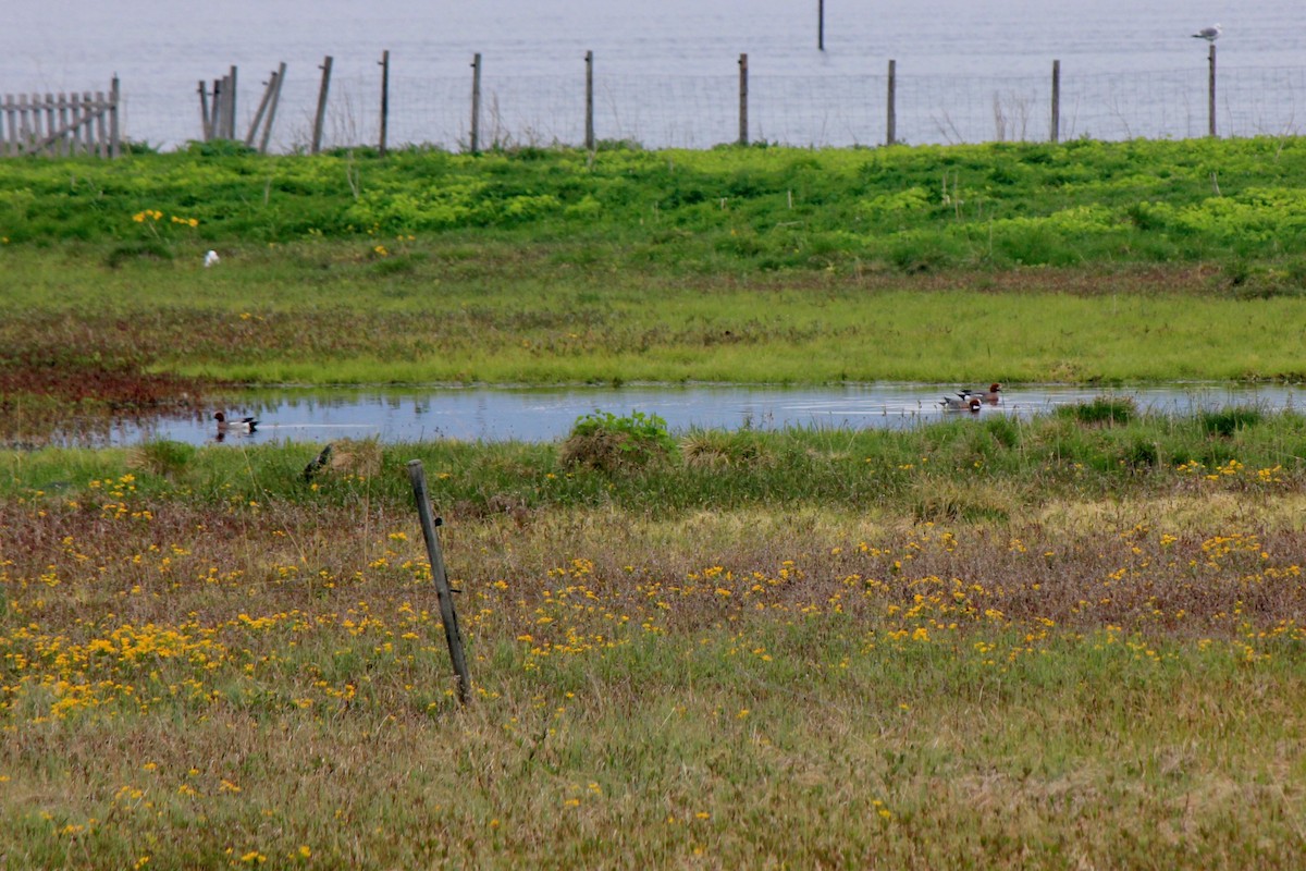 Eurasian Wigeon - ML620241841