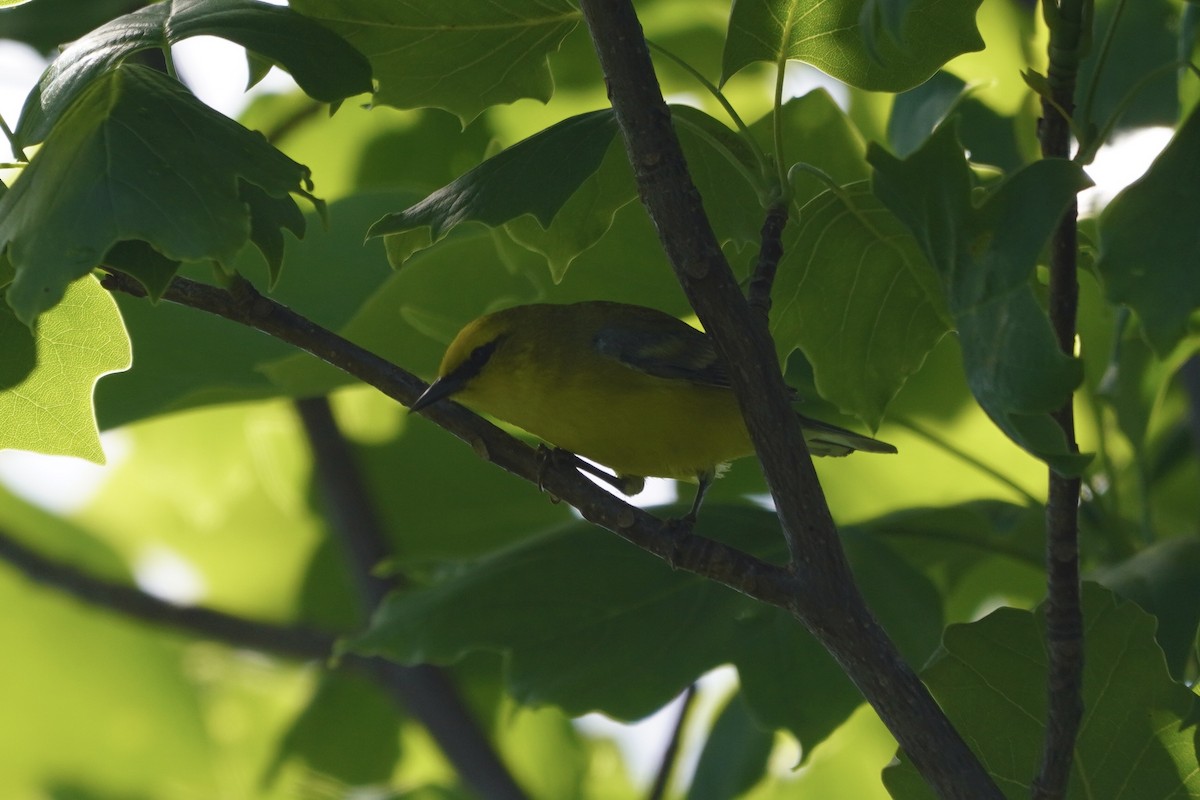 Blue-winged Warbler - ML620241843