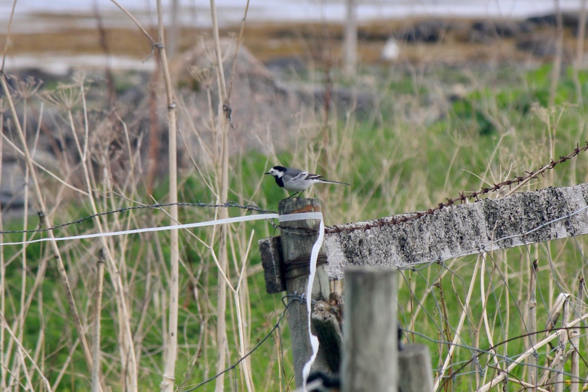 White Wagtail - ML620241847