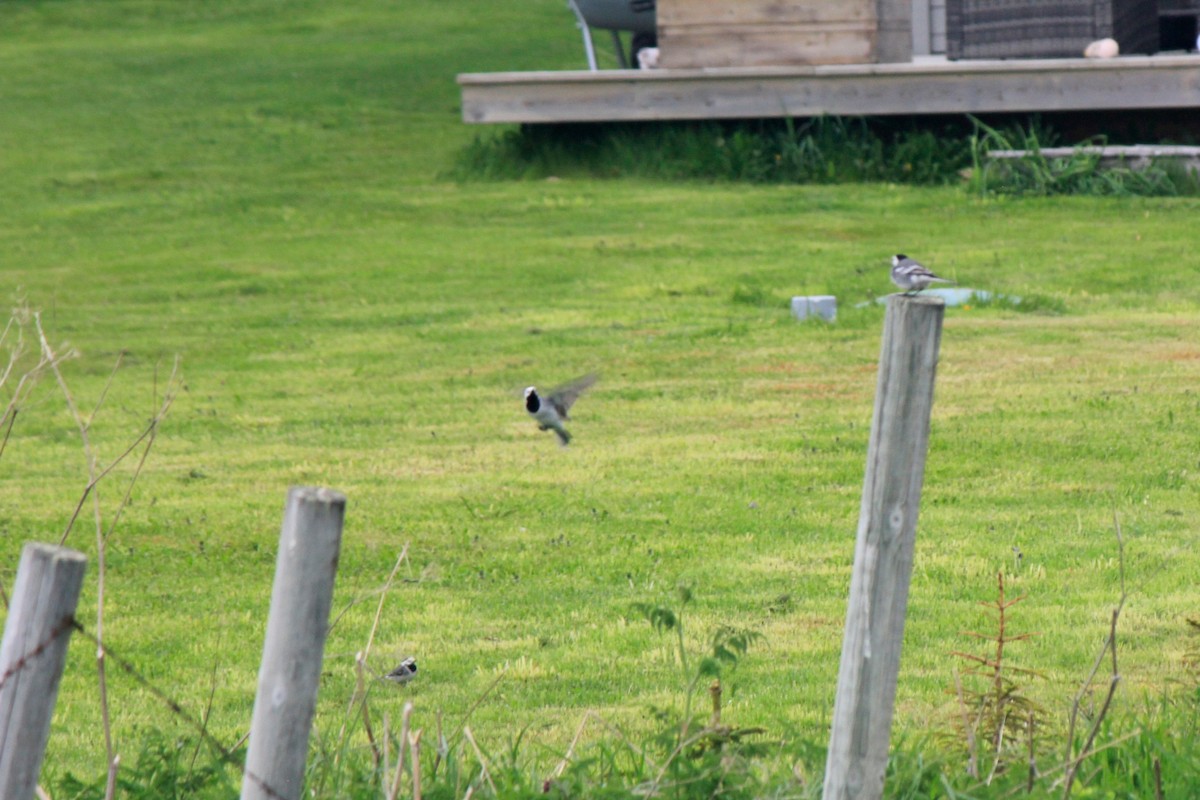 White Wagtail - ML620241848