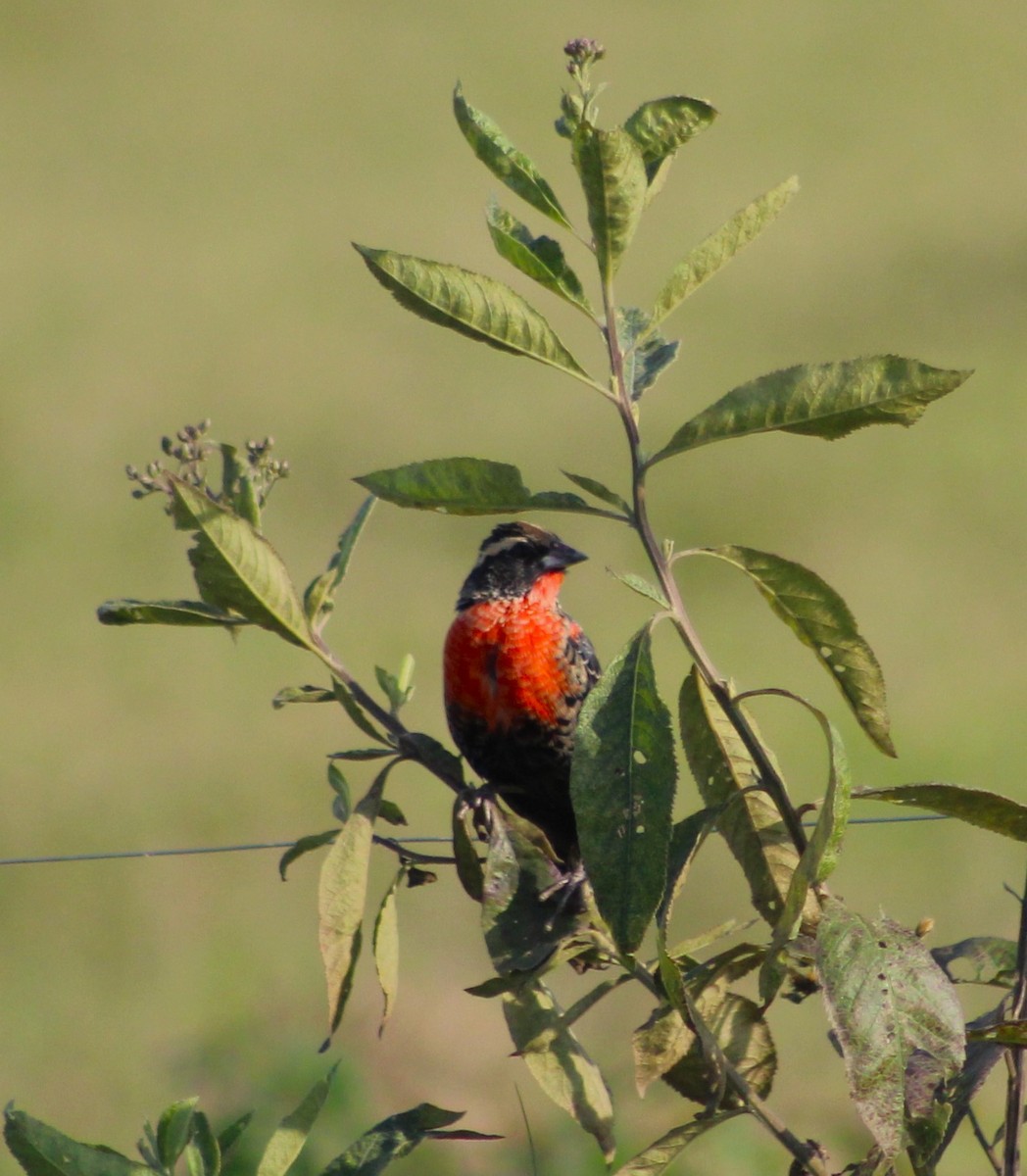 White-browed Meadowlark - ML620241849