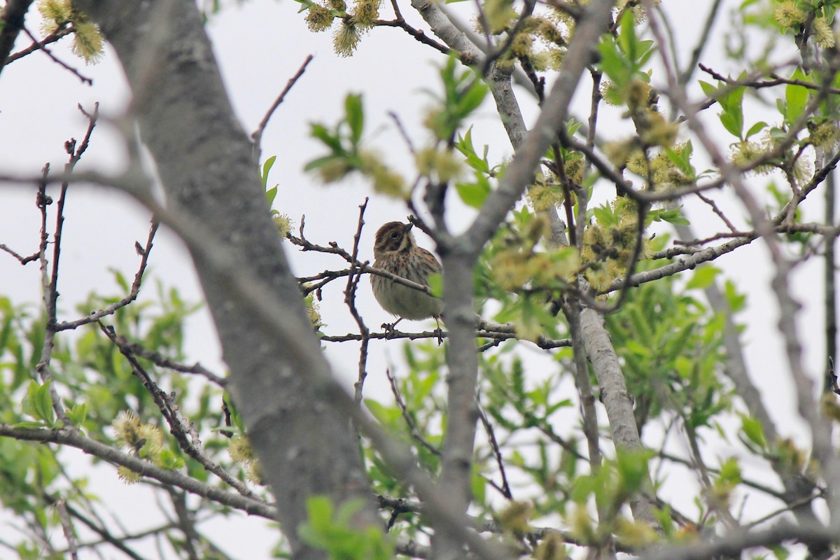 Reed Bunting - ML620241853