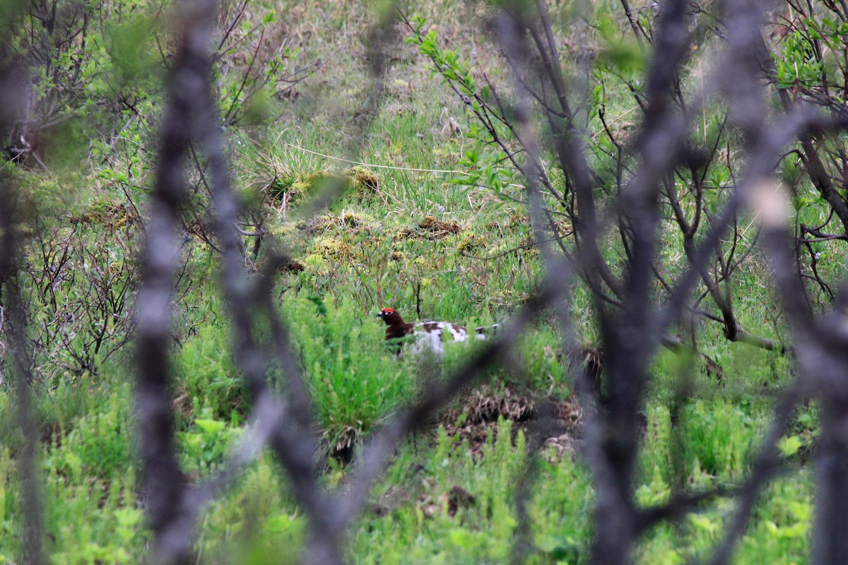 Willow Ptarmigan - ML620241858