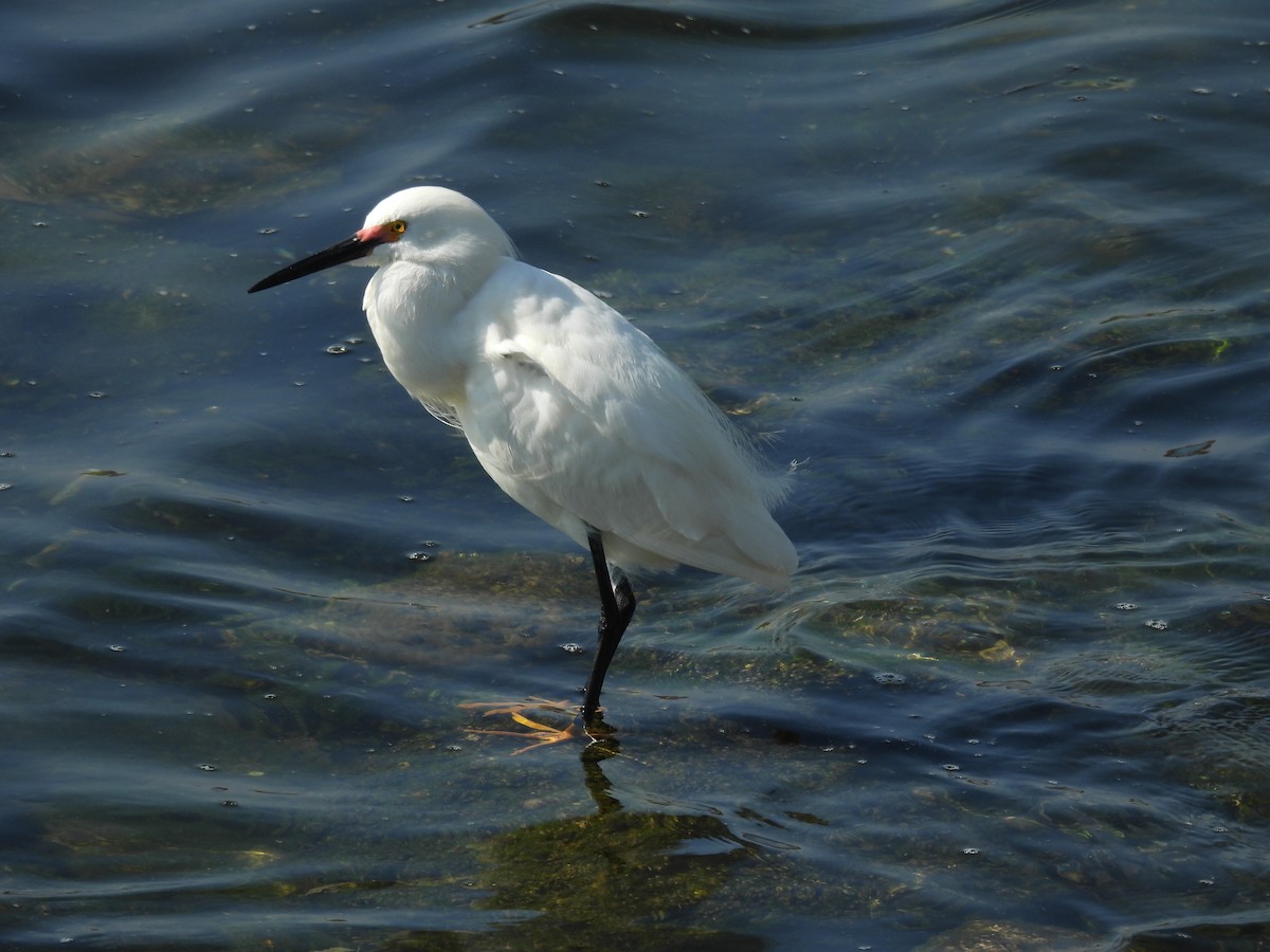 Snowy Egret - ML620241862