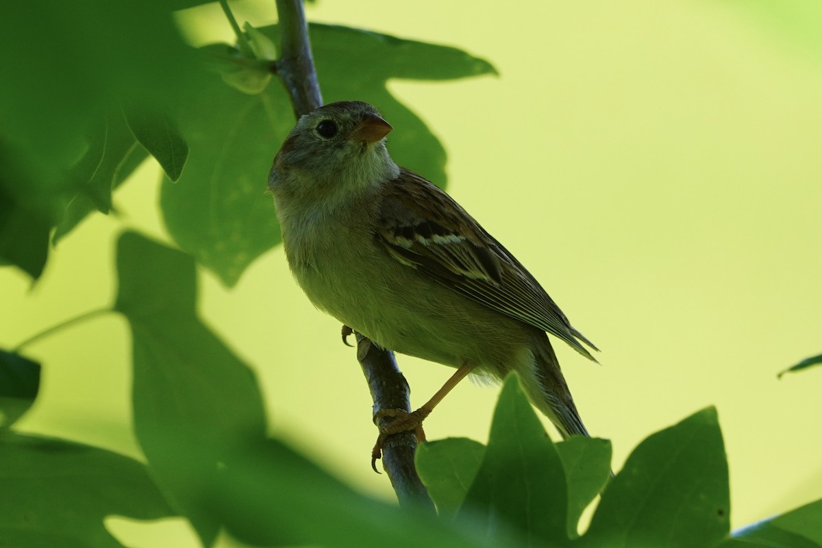 Field Sparrow - ML620241865