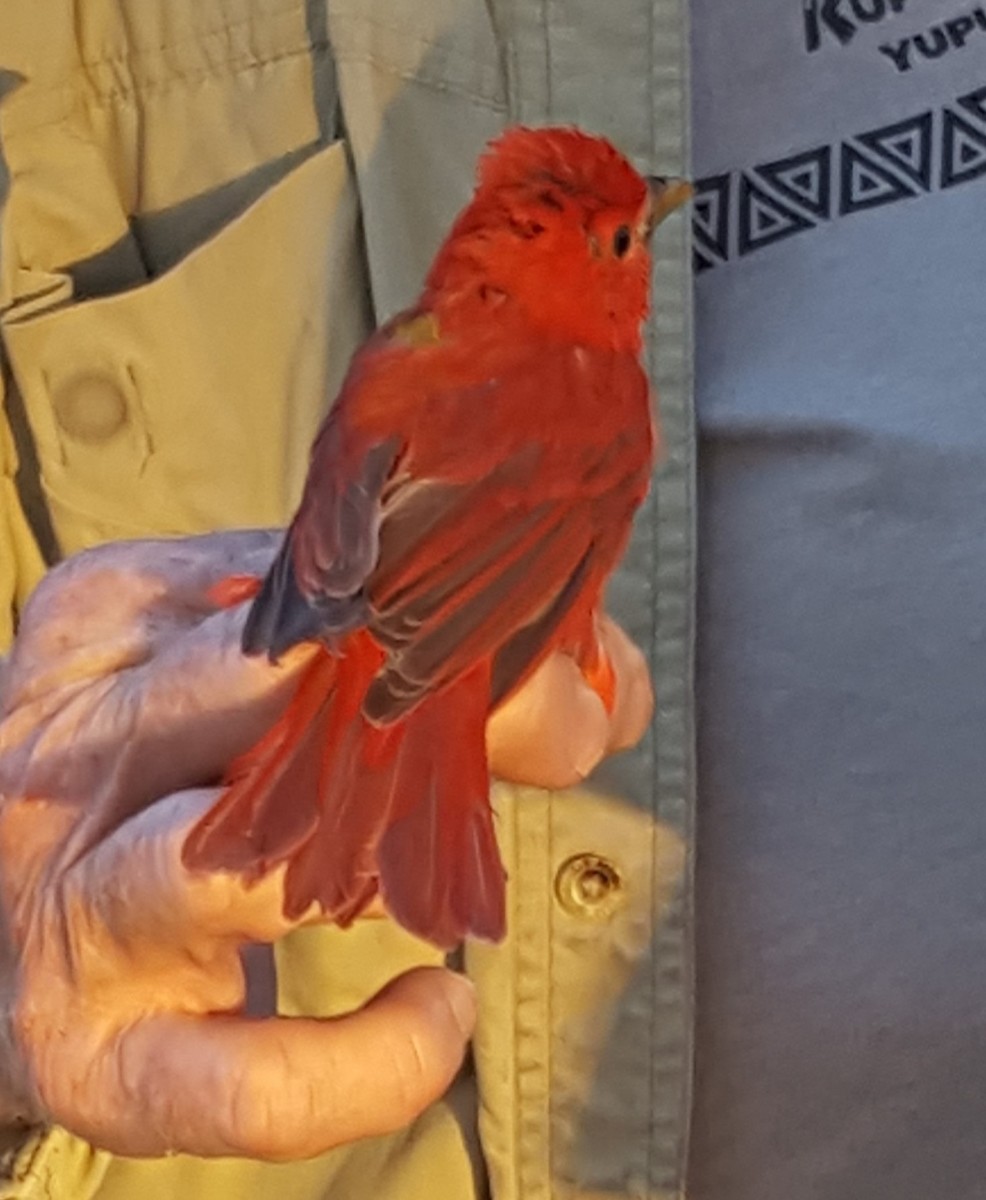 Summer Tanager - ML620241867