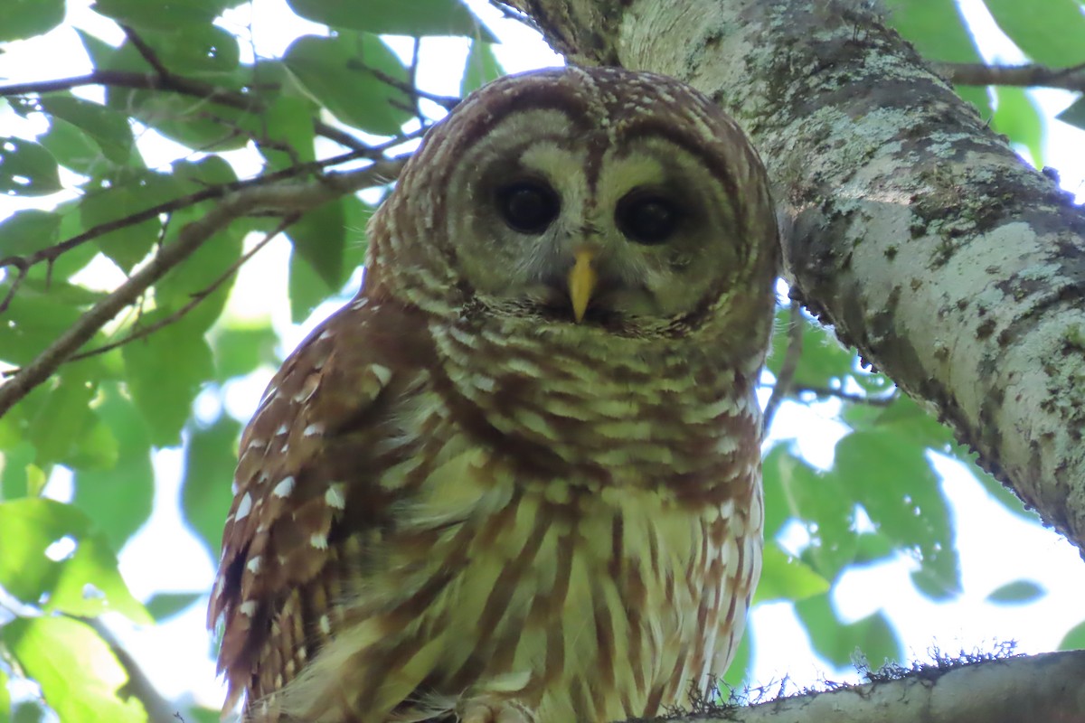 Barred Owl - ML620241874