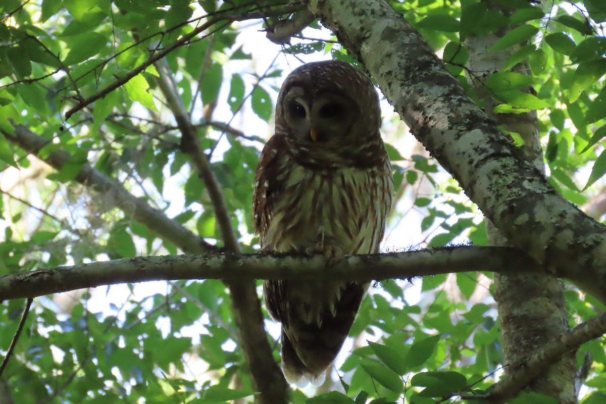 Barred Owl - ML620241875