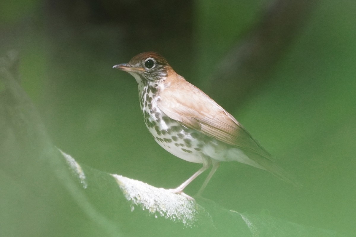 Wood Thrush - ML620241876