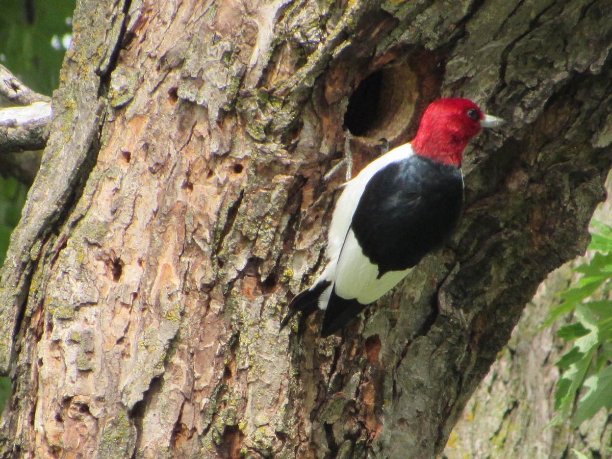 Red-headed Woodpecker - ML620241877