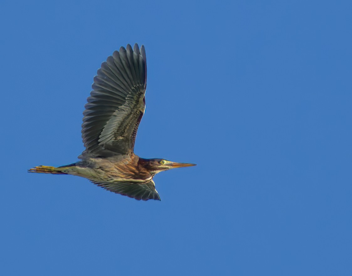 Green Heron - ML620241879