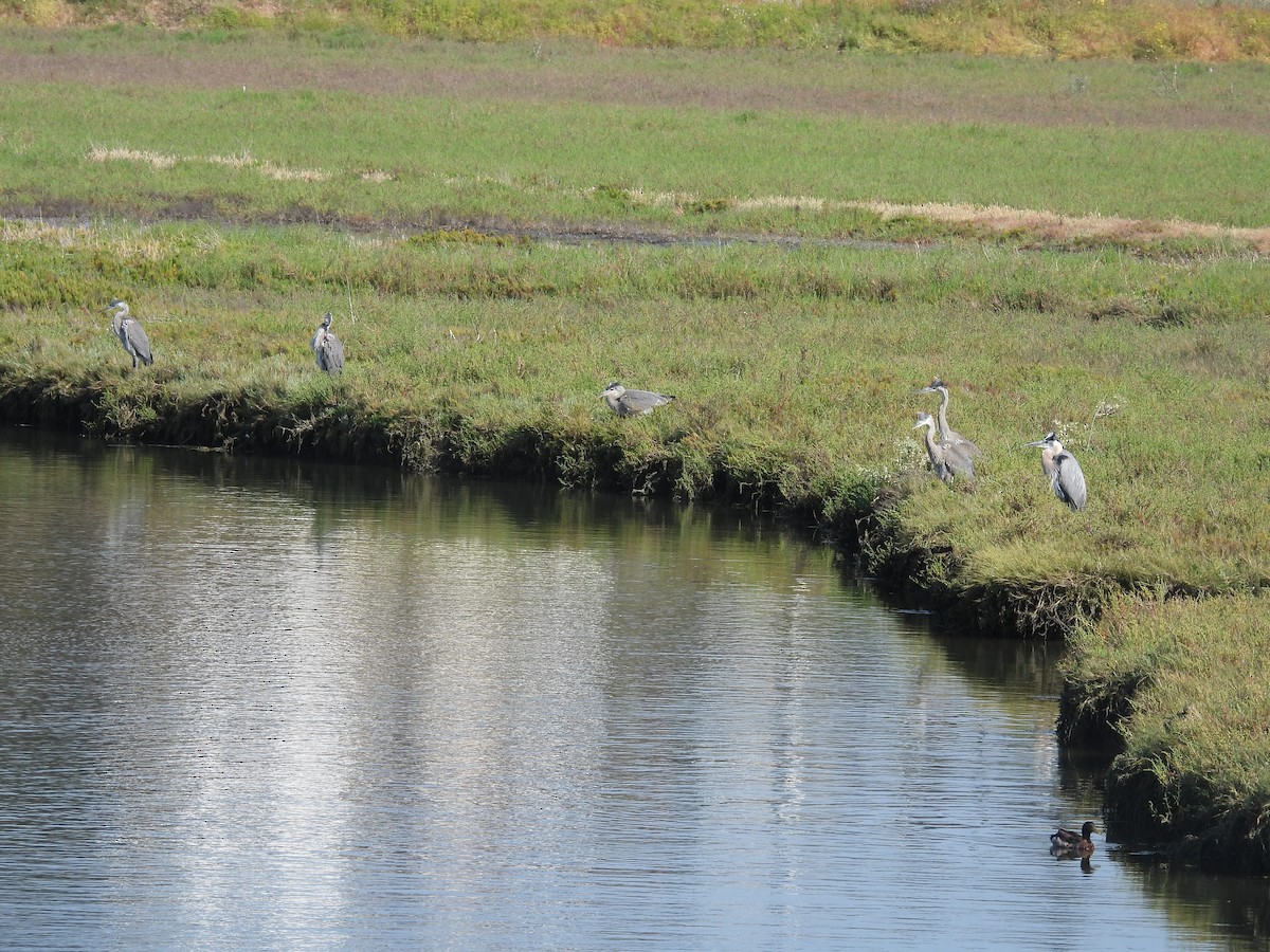 Great Blue Heron - ML620241881