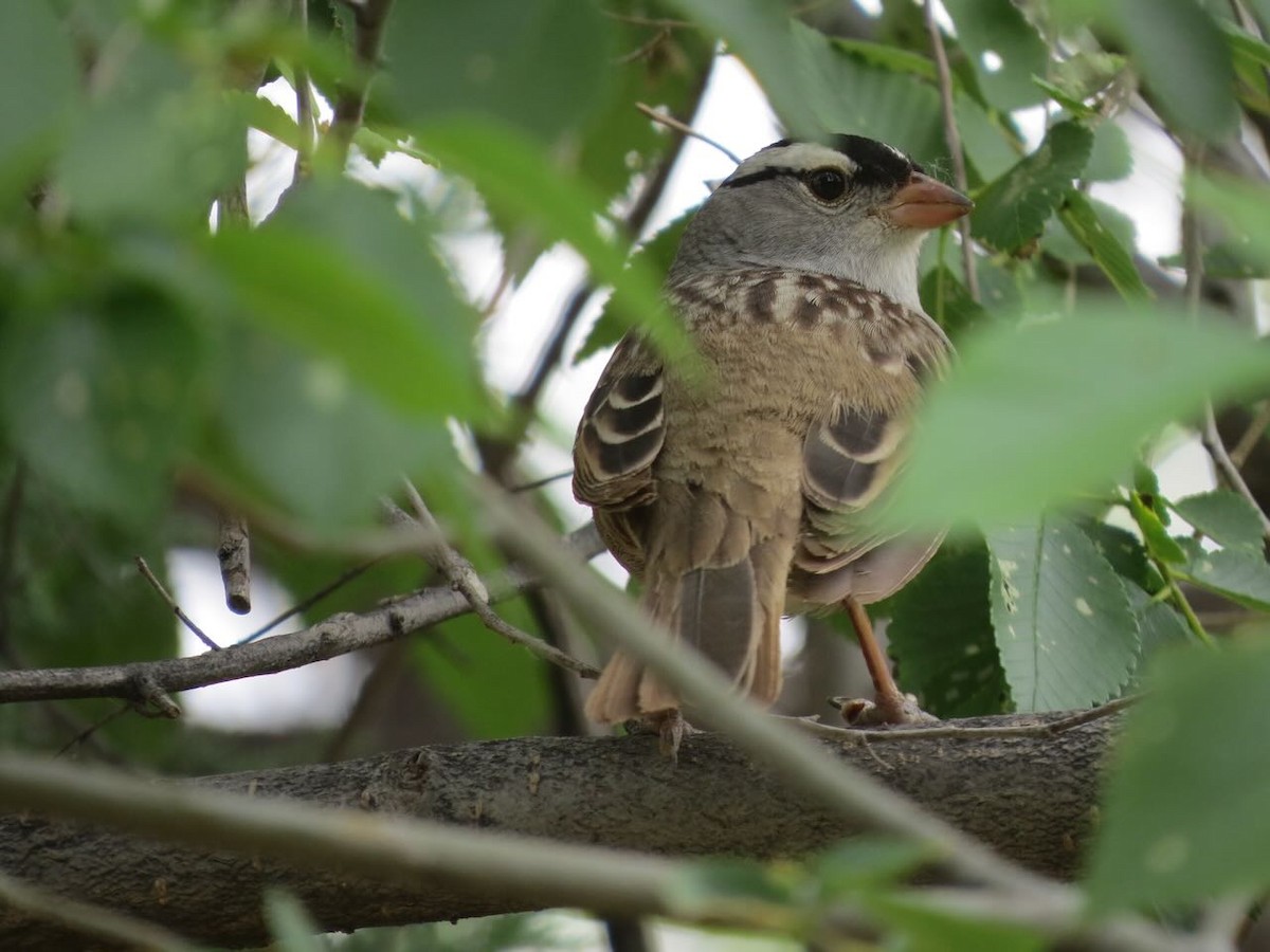 White-crowned Sparrow - ML620241888