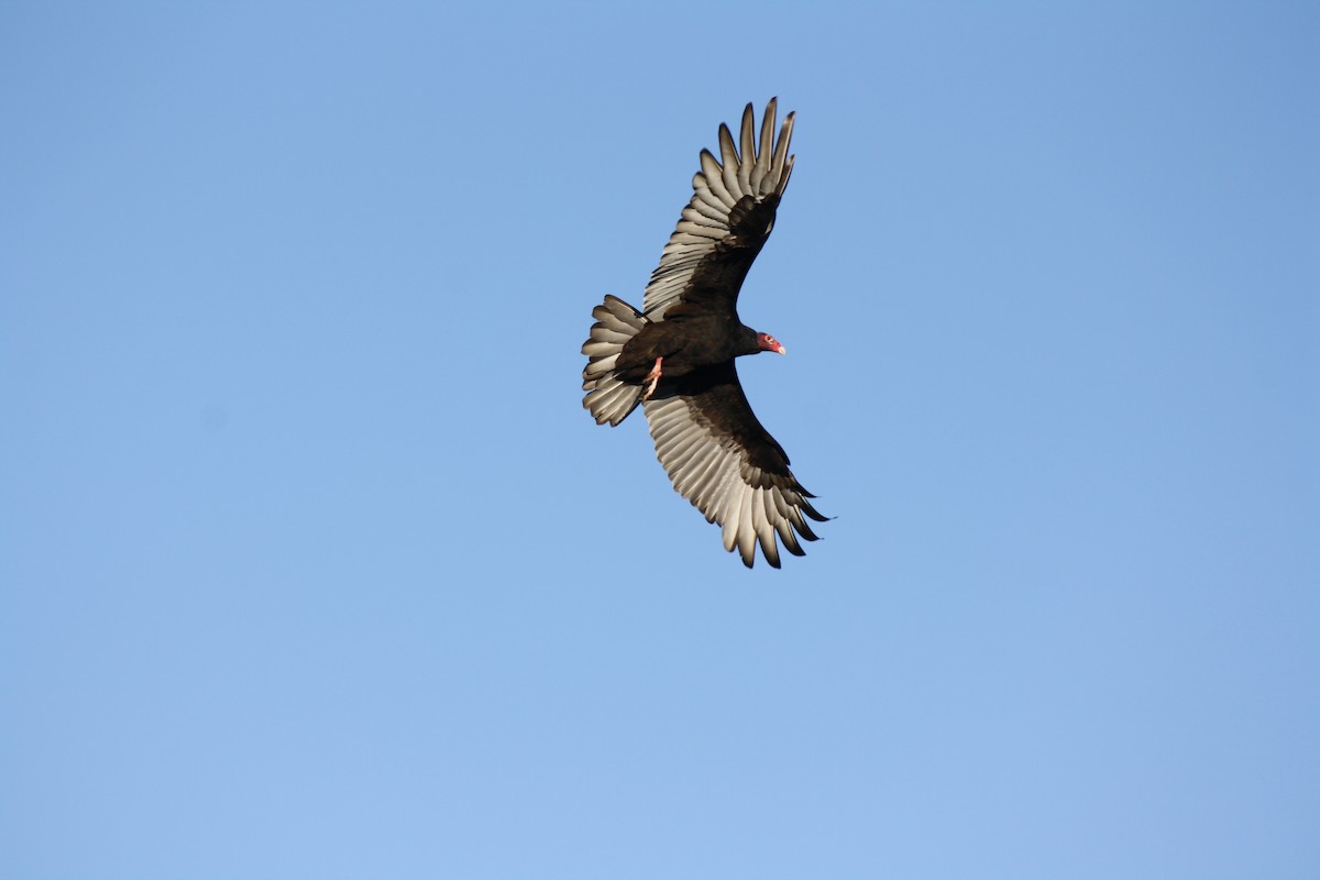 Turkey Vulture - ML620241891