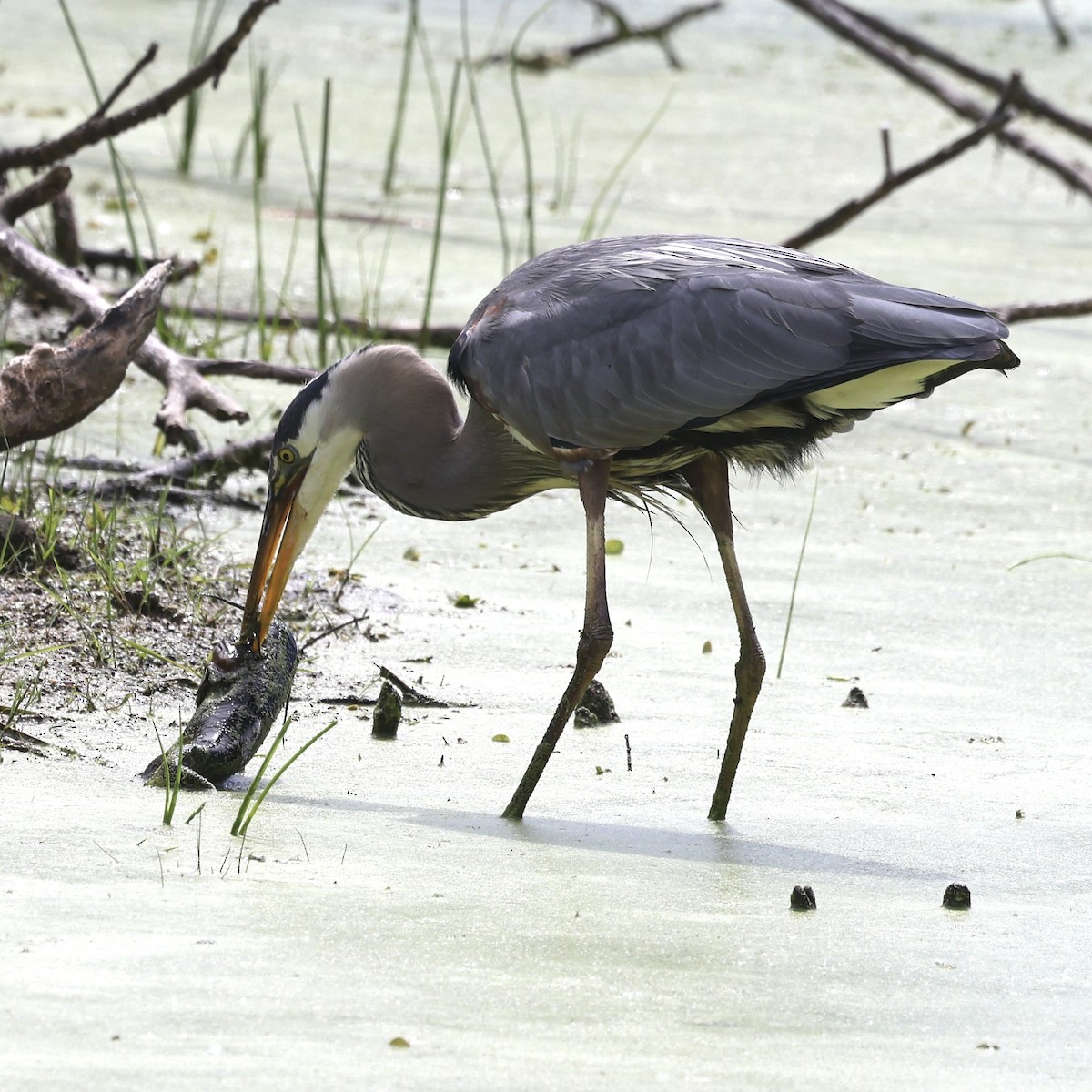 Great Blue Heron - ML620241893