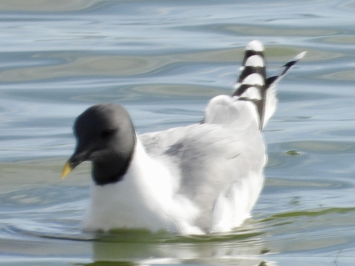 Mouette de Sabine - ML620241894