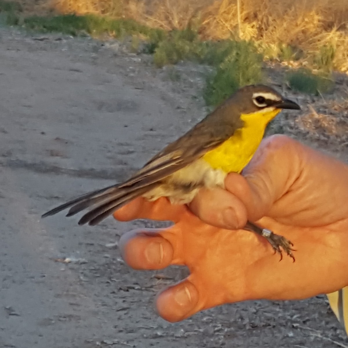 Yellow-breasted Chat - ML620241895