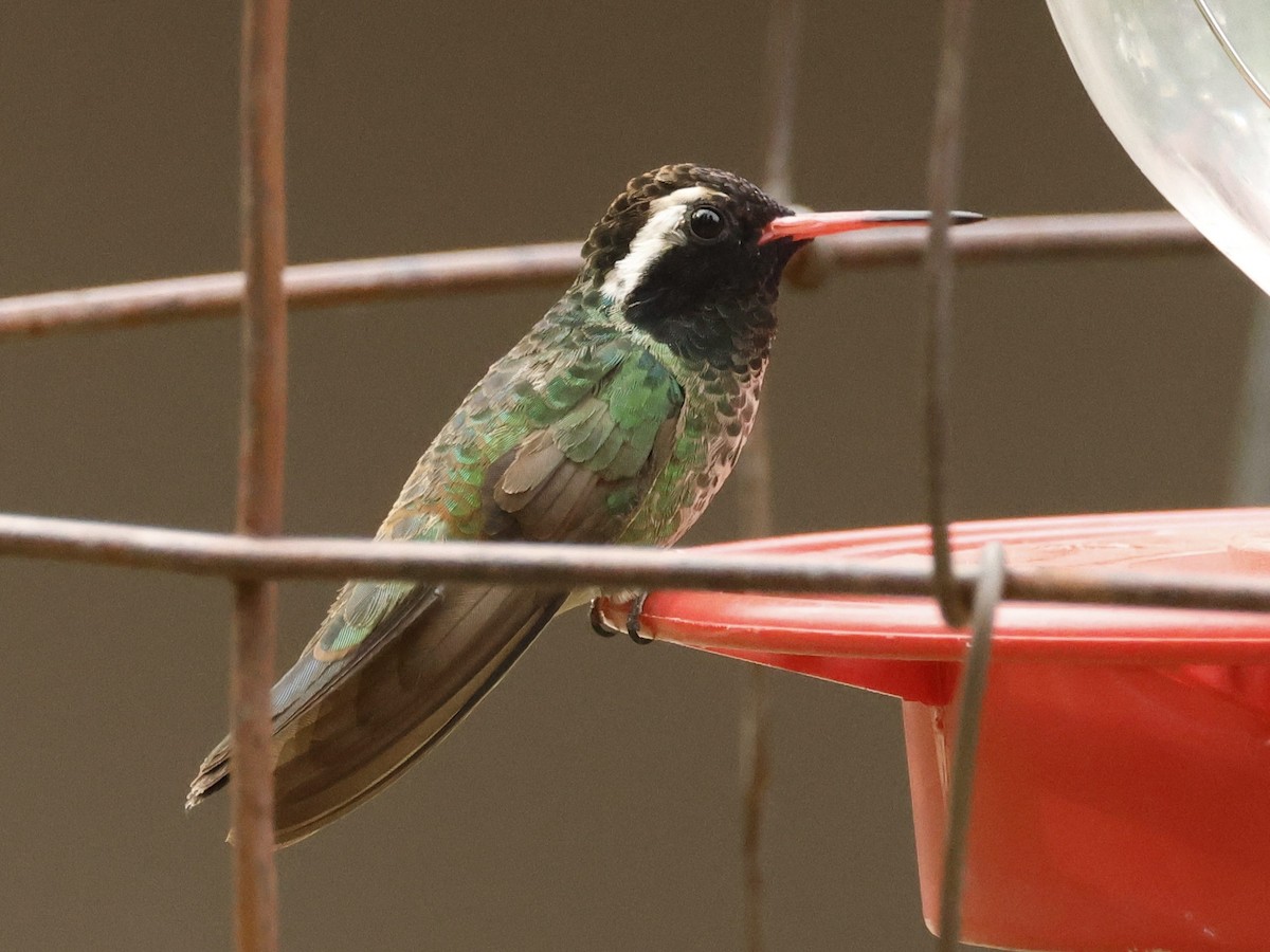kolibřík bělouchý - ML620241897