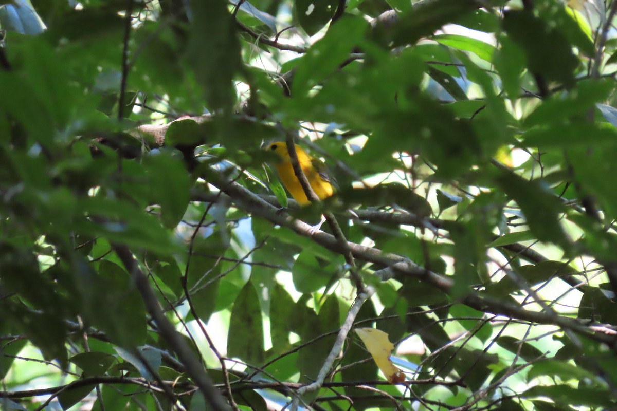 Prothonotary Warbler - ML620241900