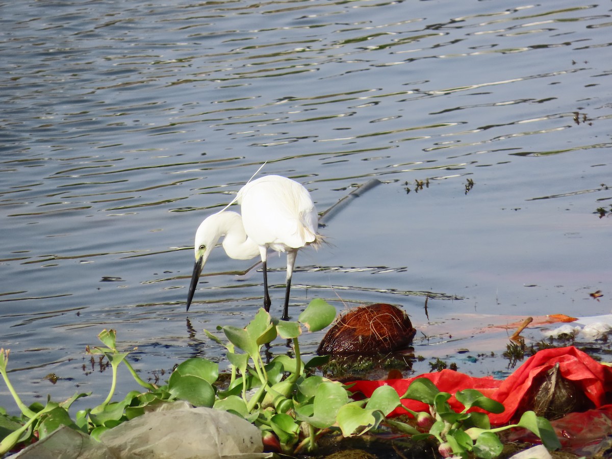 Little Egret - ML620241901