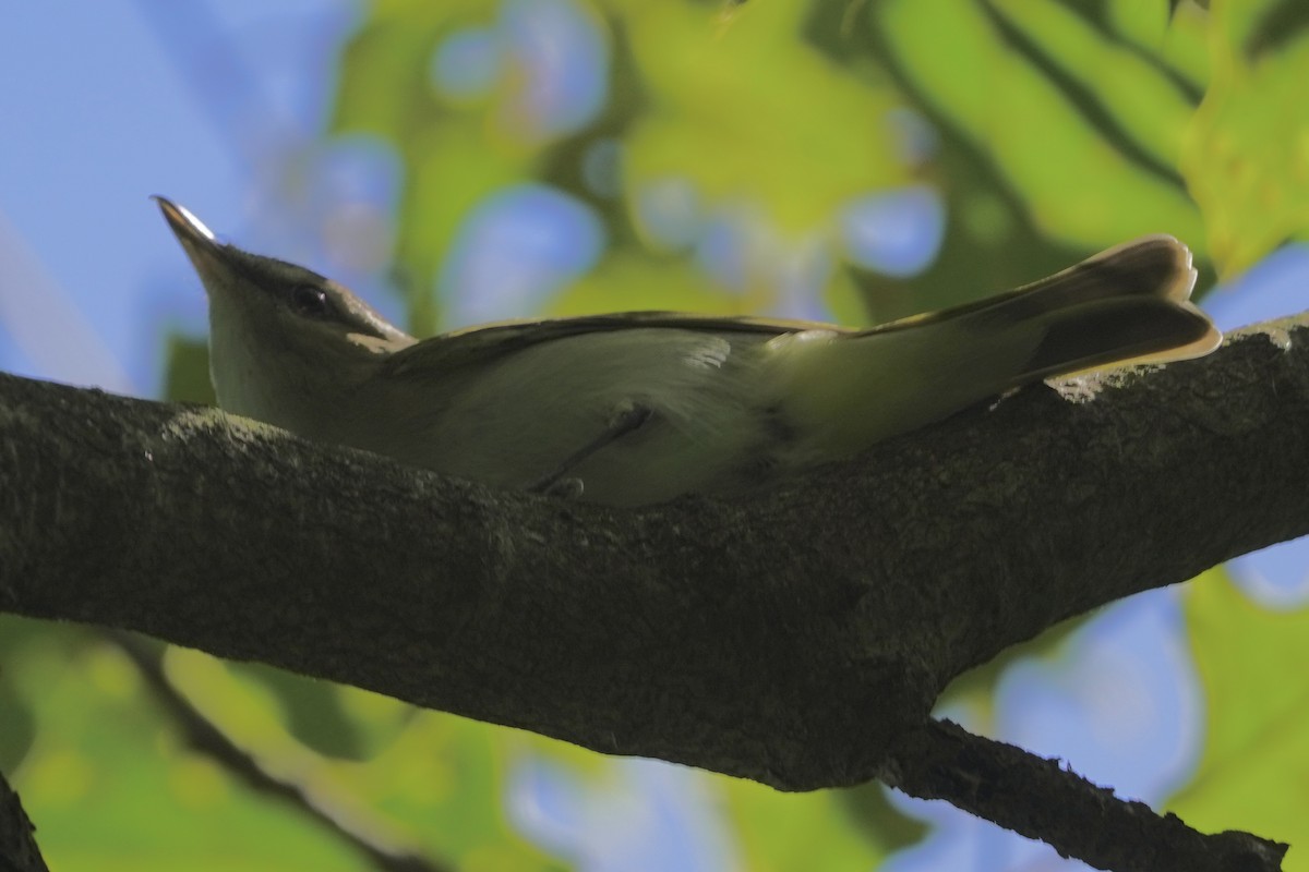 Rotaugenvireo - ML620241907