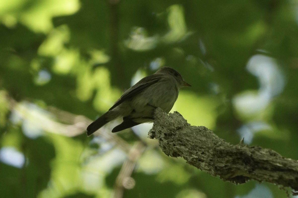 Acadian Flycatcher - ML620241909