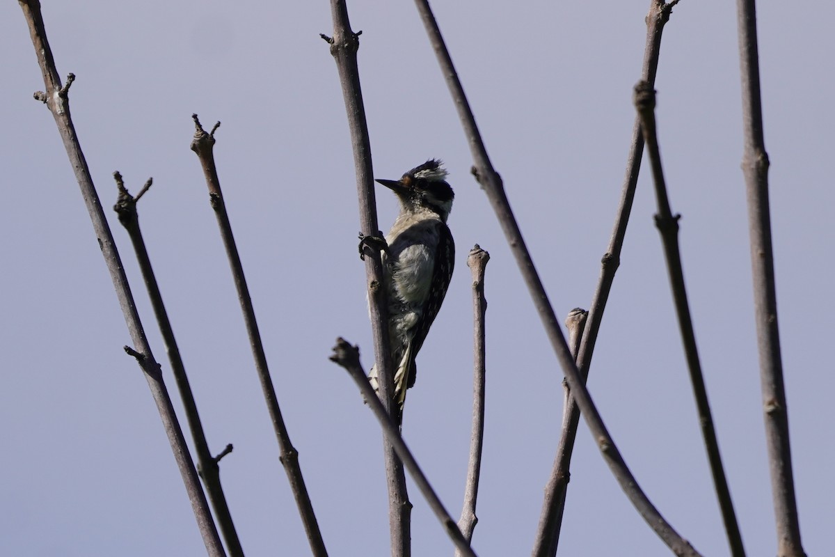 Downy Woodpecker - ML620241911