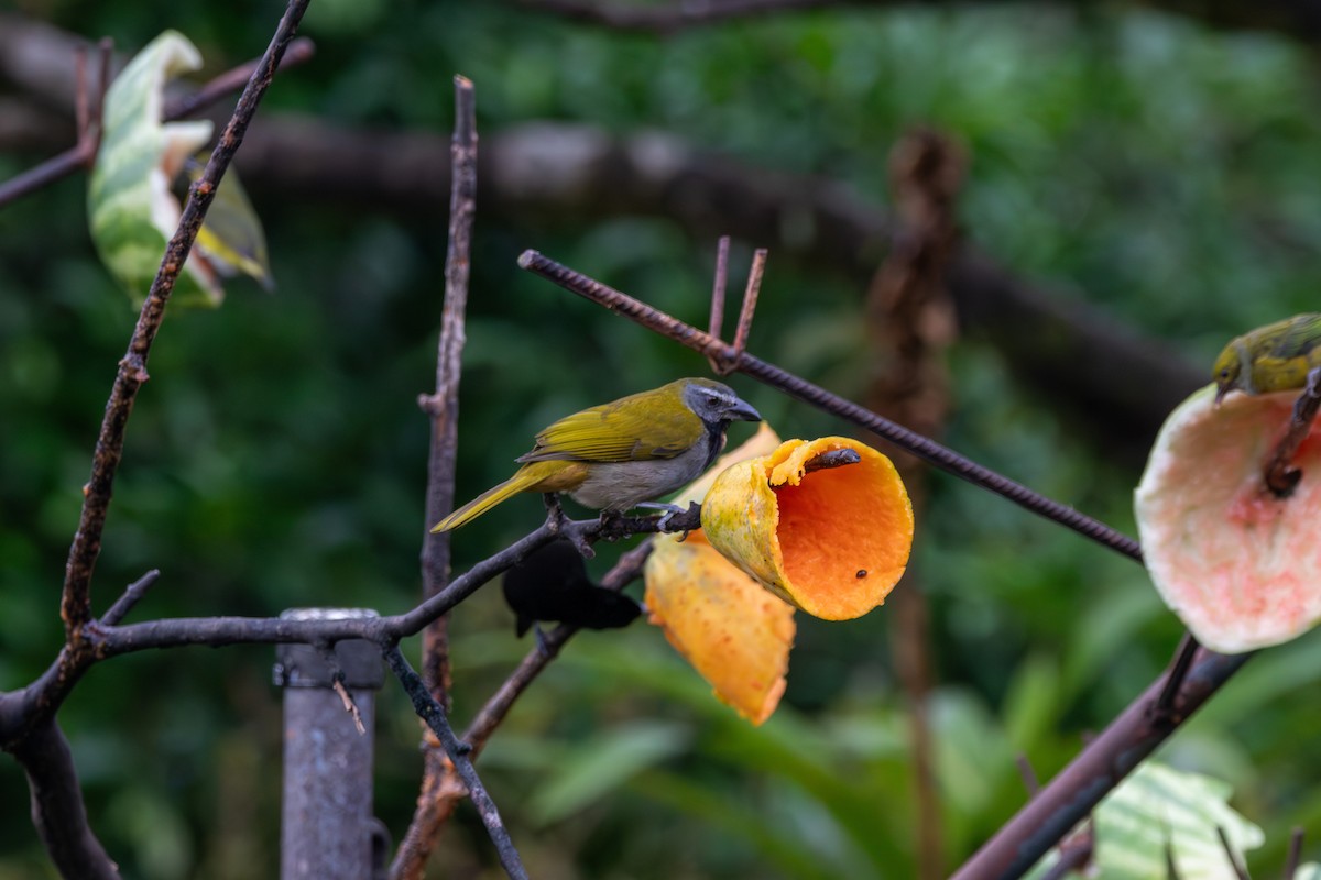 Buff-throated Saltator - ML620241912