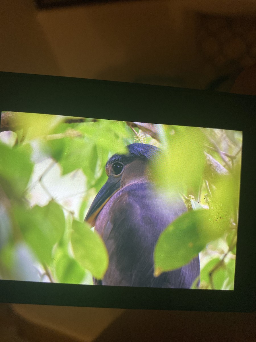 Boat-billed Heron - ML620241914