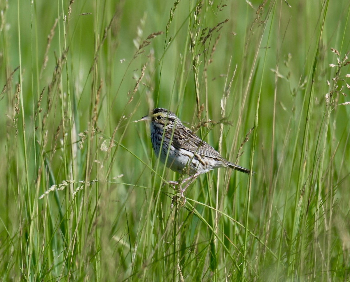 Savannah Sparrow - ML620241915