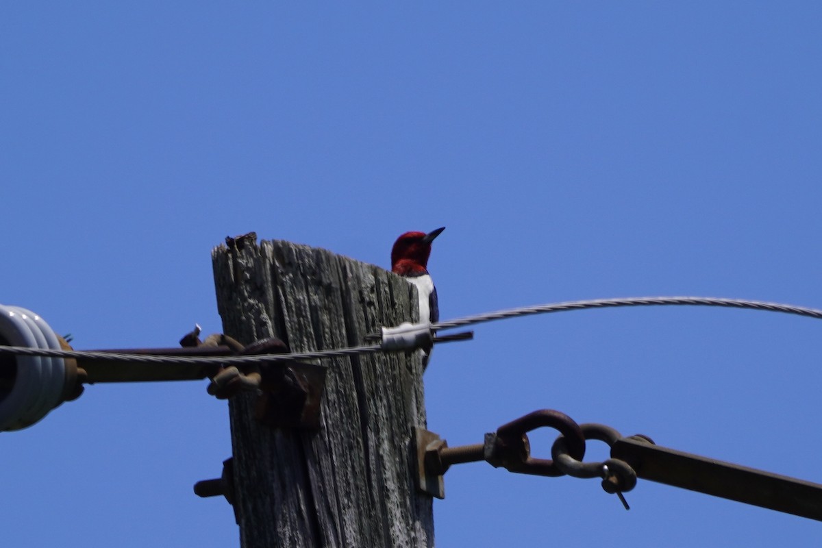 Pic à tête rouge - ML620241917