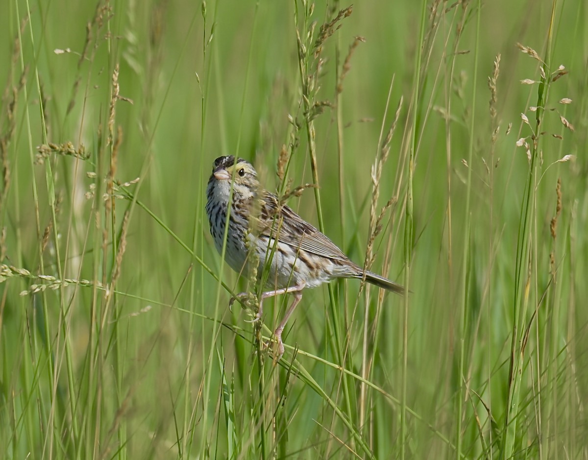 Savannah Sparrow - ML620241918