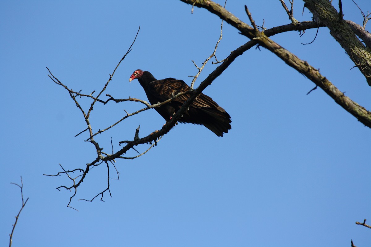 Turkey Vulture - ML620241919