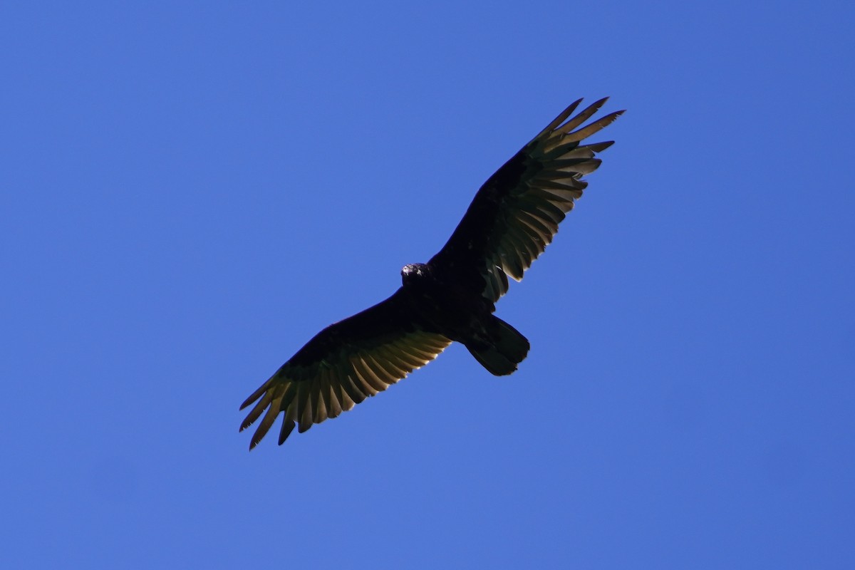 Turkey Vulture - ML620241921