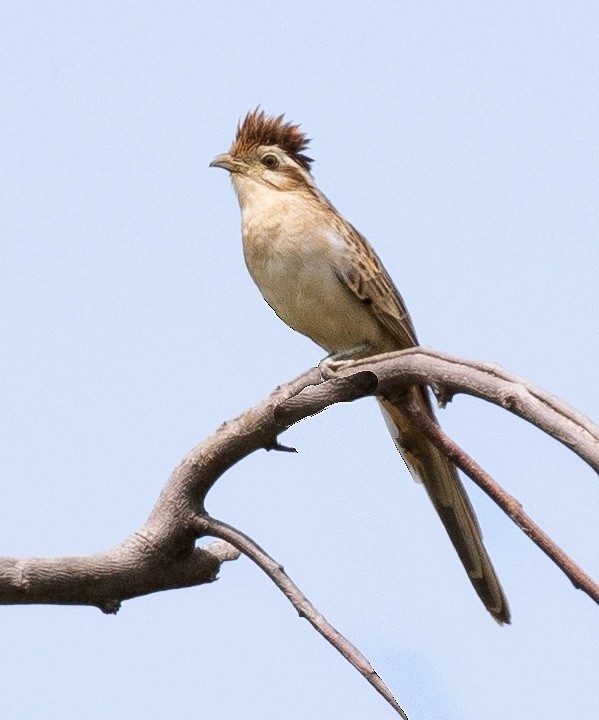 Striped Cuckoo - ML620241923