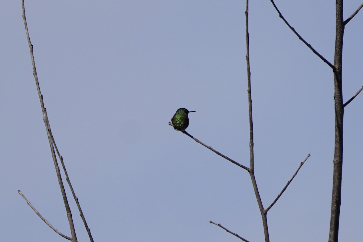 Colibri à gorge rubis - ML620241926