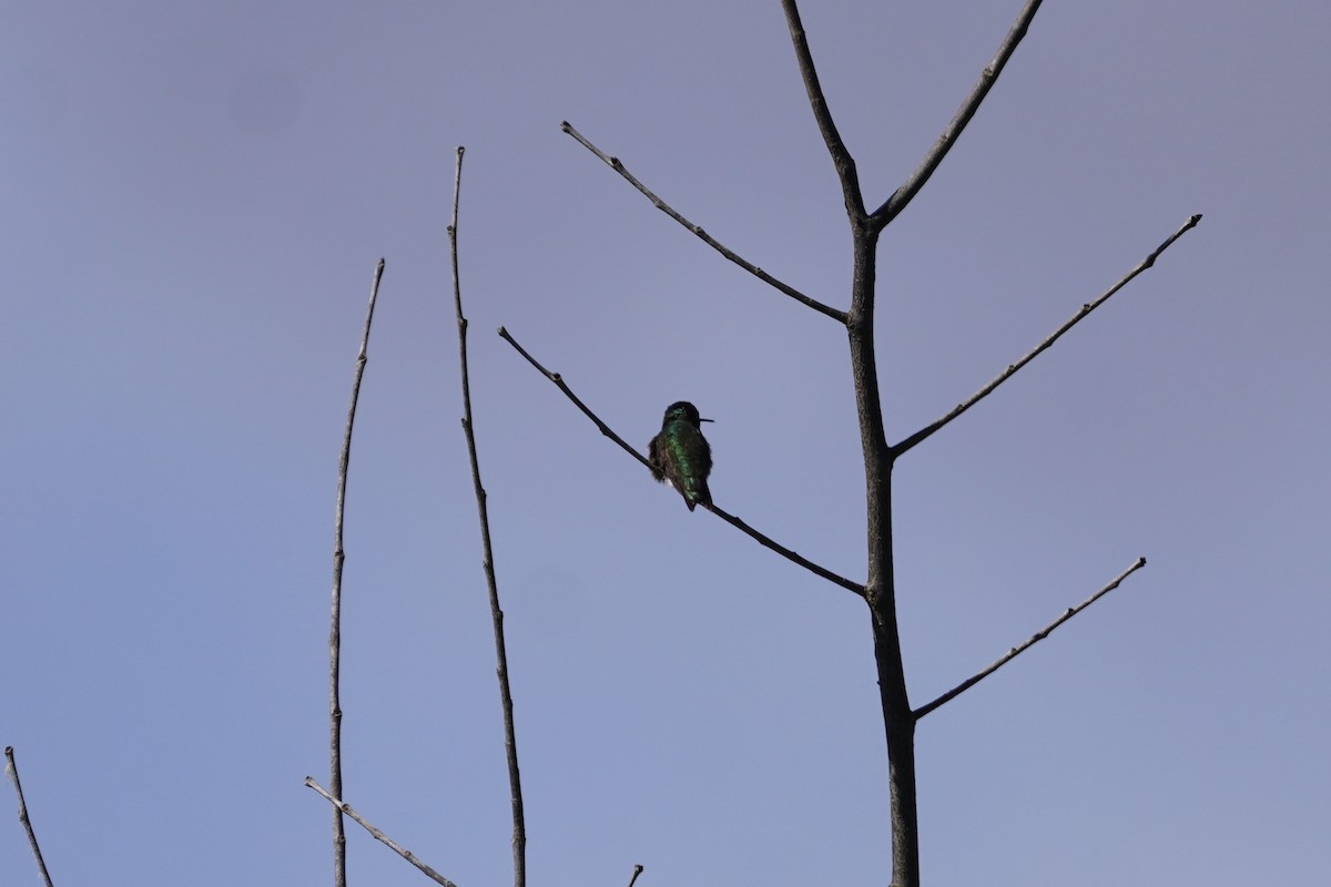 Ruby-throated Hummingbird - Greg Hertler