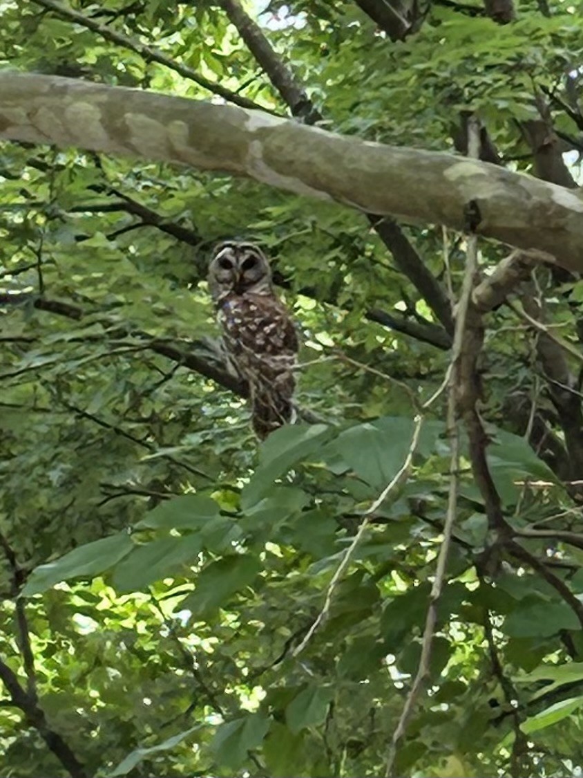 Barred Owl - ML620241928