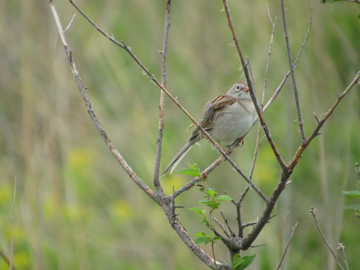 Field Sparrow - ML620241930