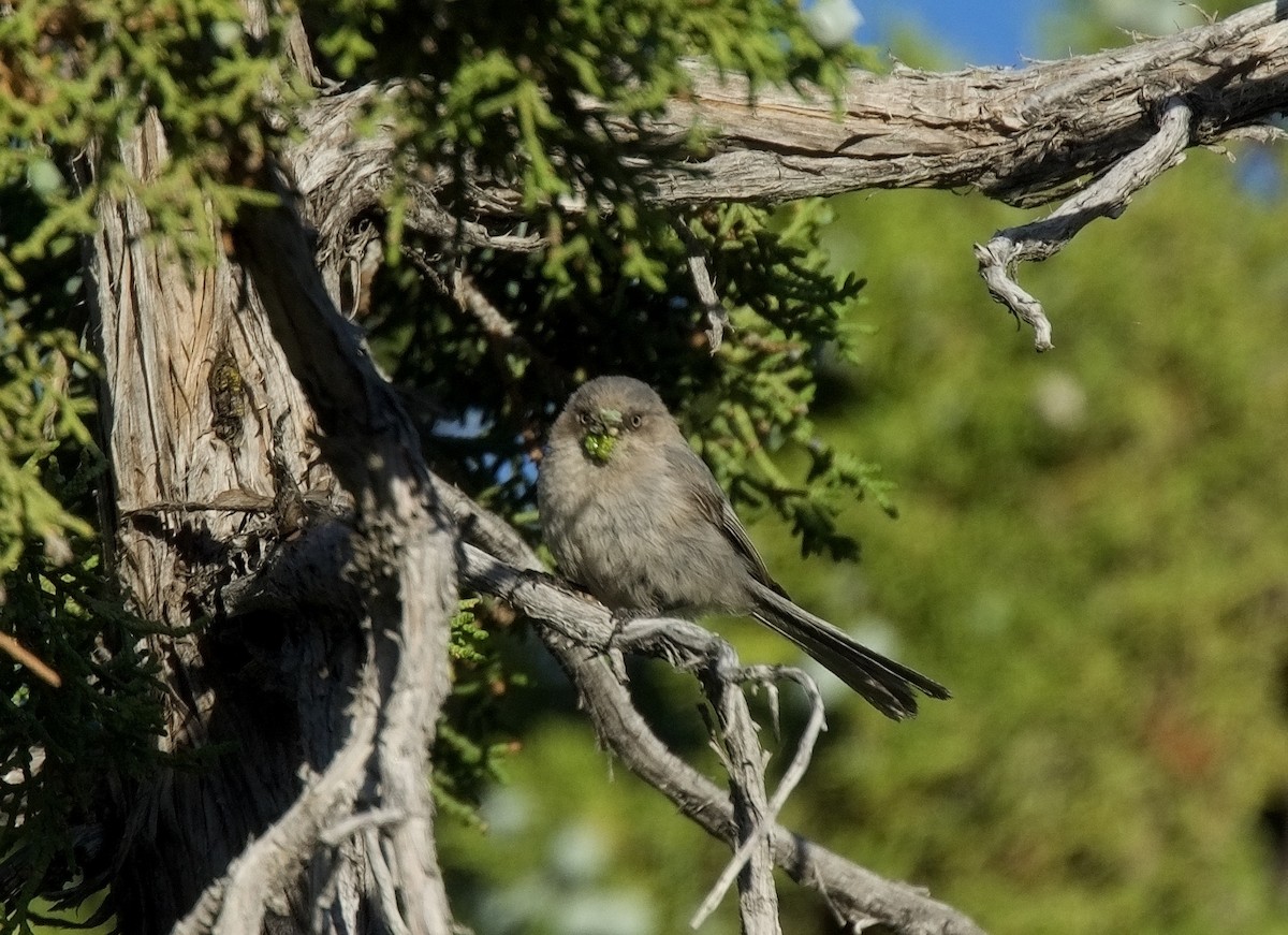 Bushtit - ML620241932