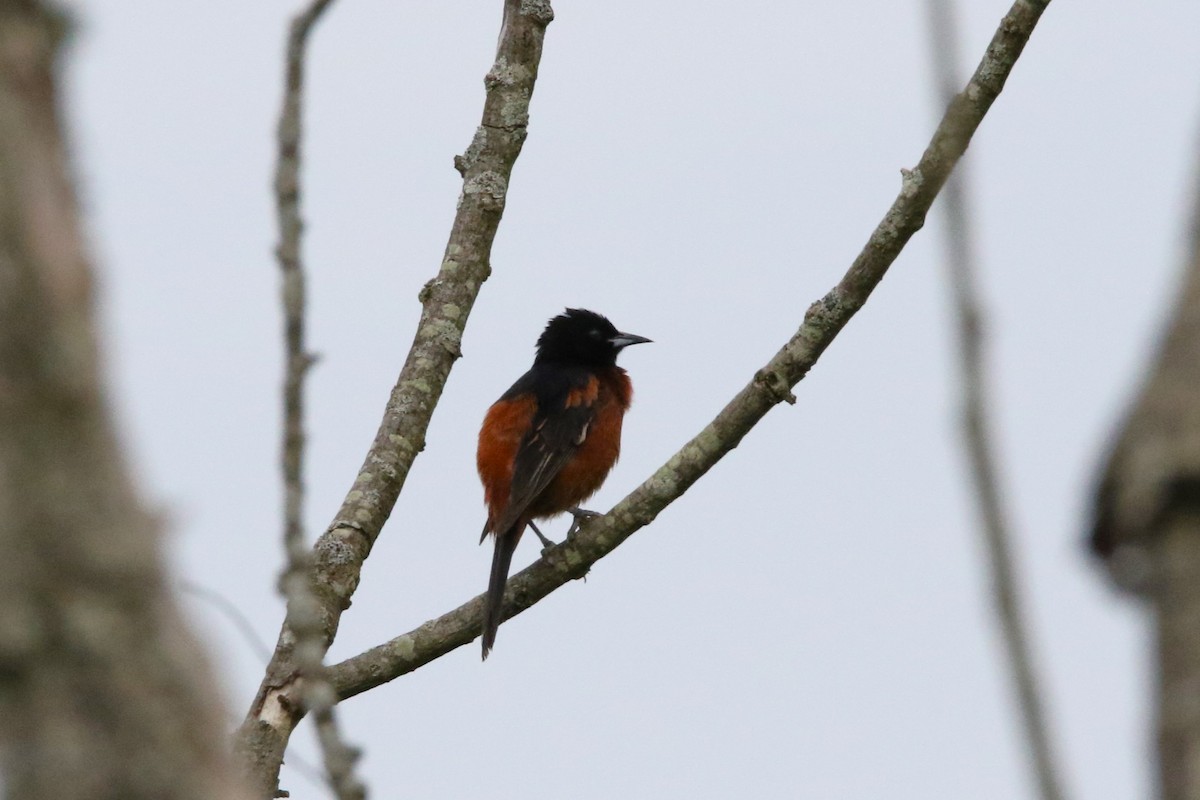 Orchard Oriole - ML620241934