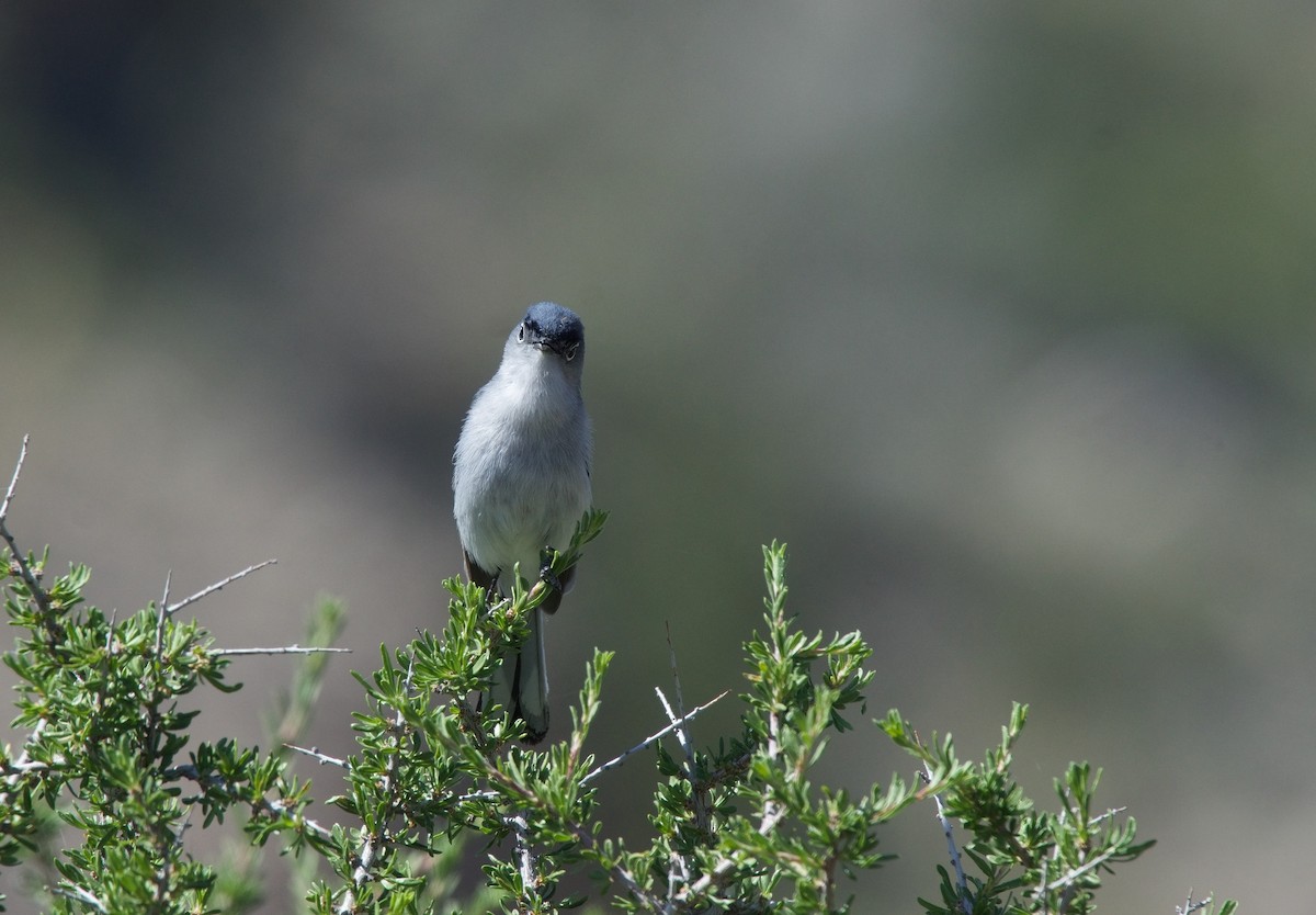 Blue-gray Gnatcatcher - ML620241944