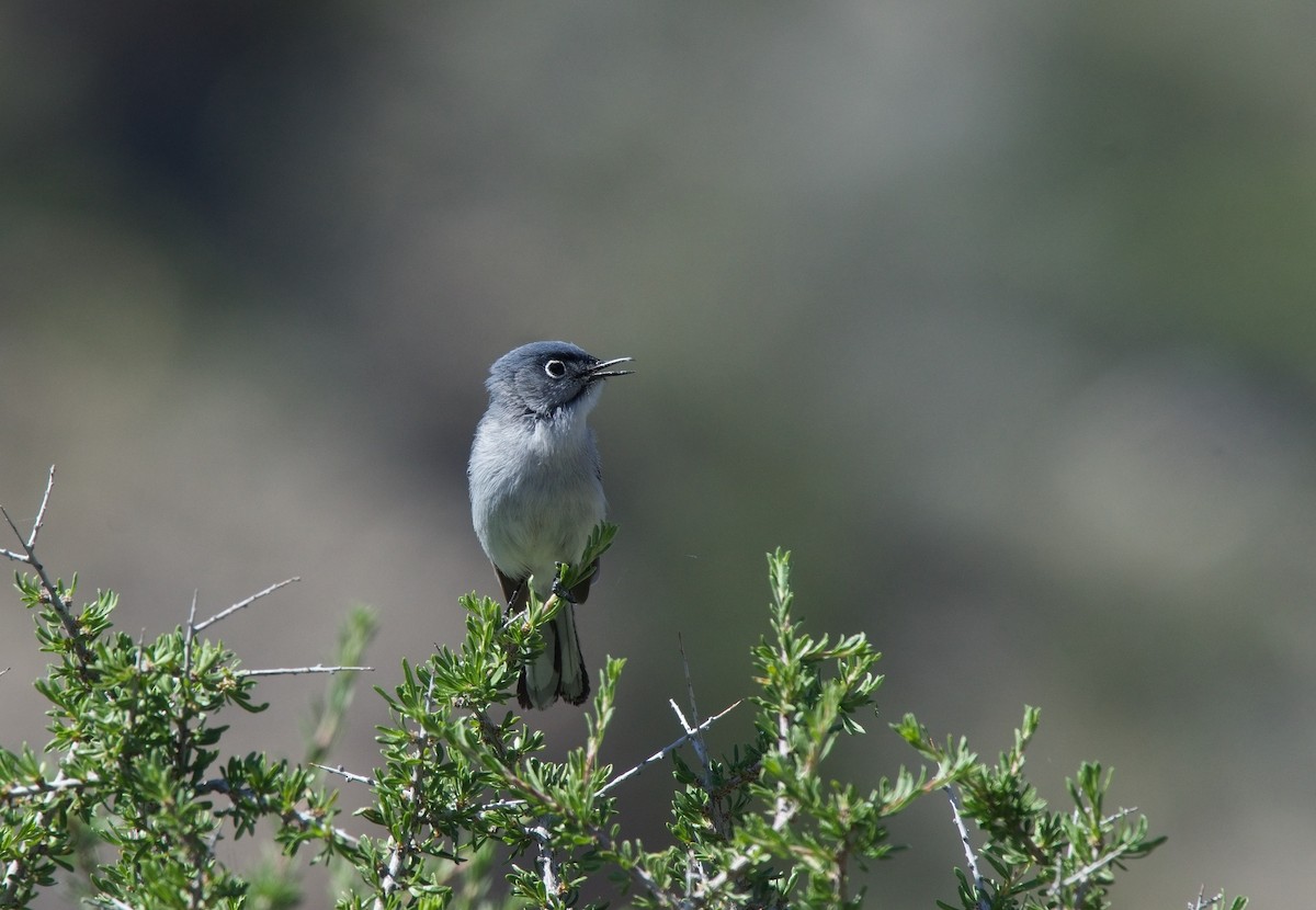 Blue-gray Gnatcatcher - ML620241945