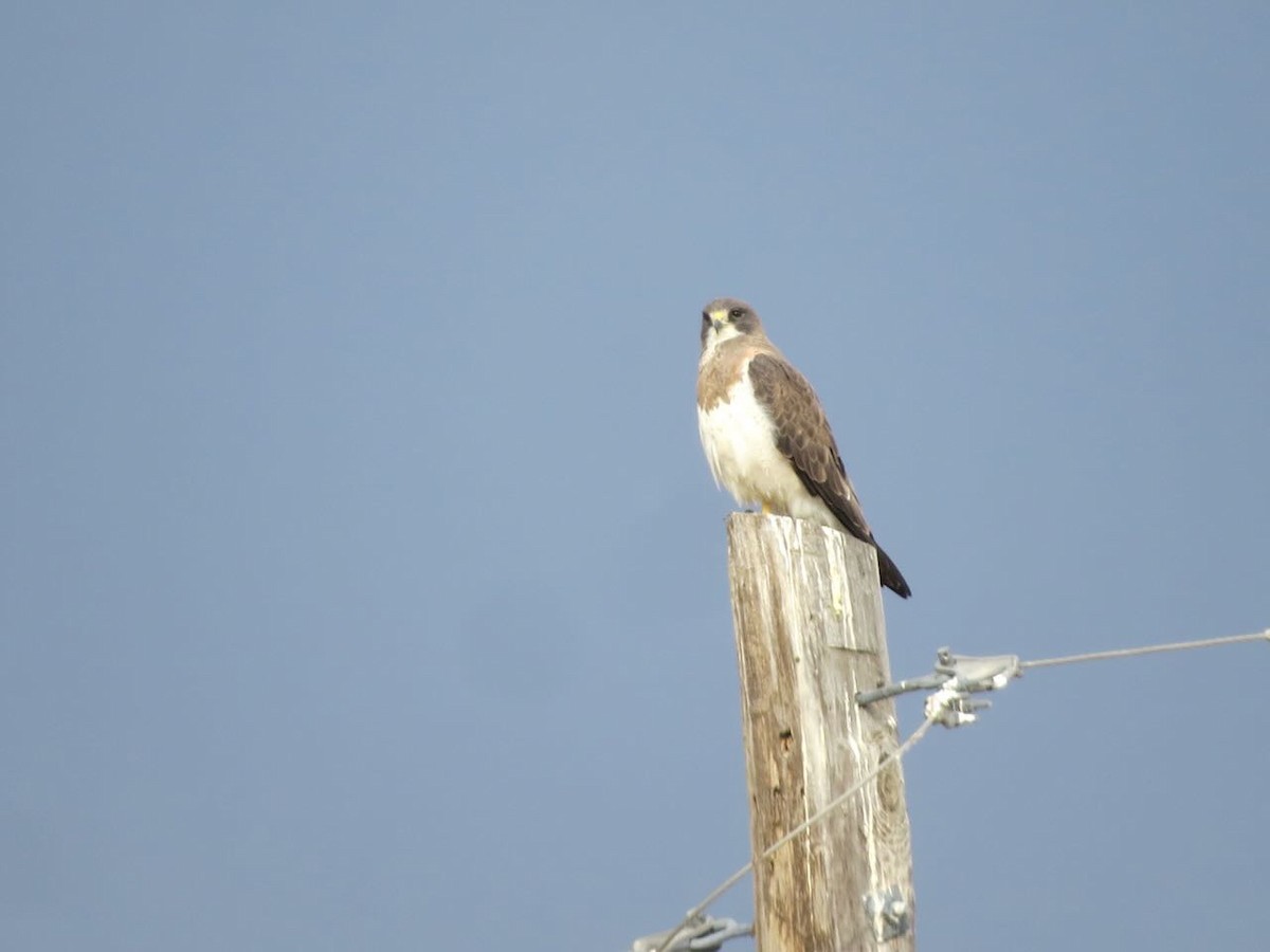 Swainson's Hawk - ML620241947