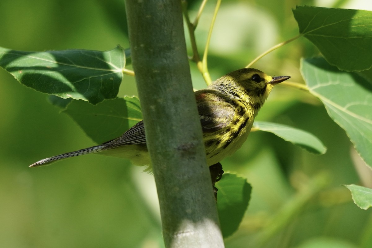 Prairie Warbler - ML620241950