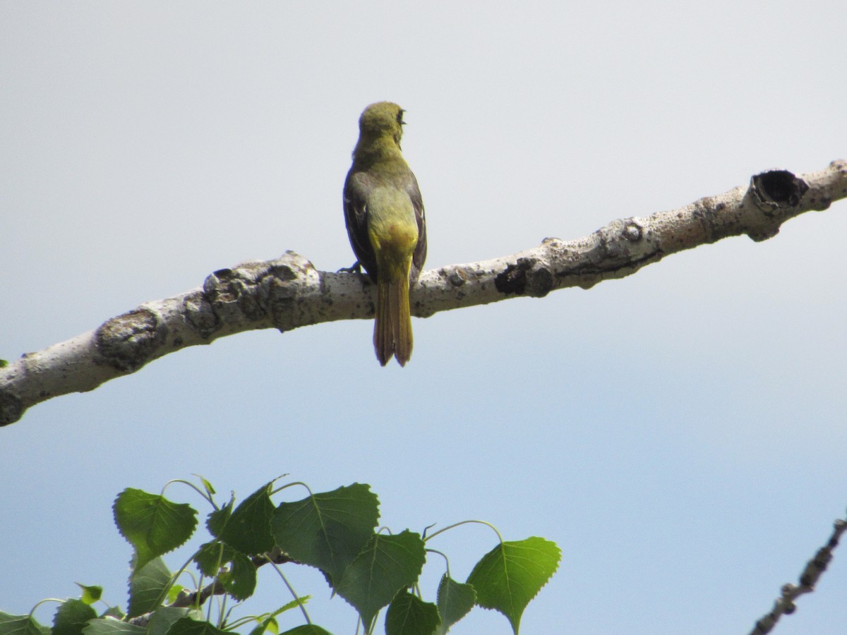 Orchard Oriole - ML620241953